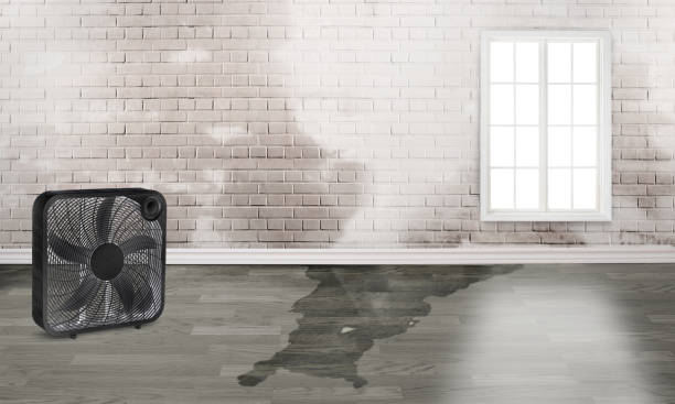  Kotlik, AK Water damage restoration Pros